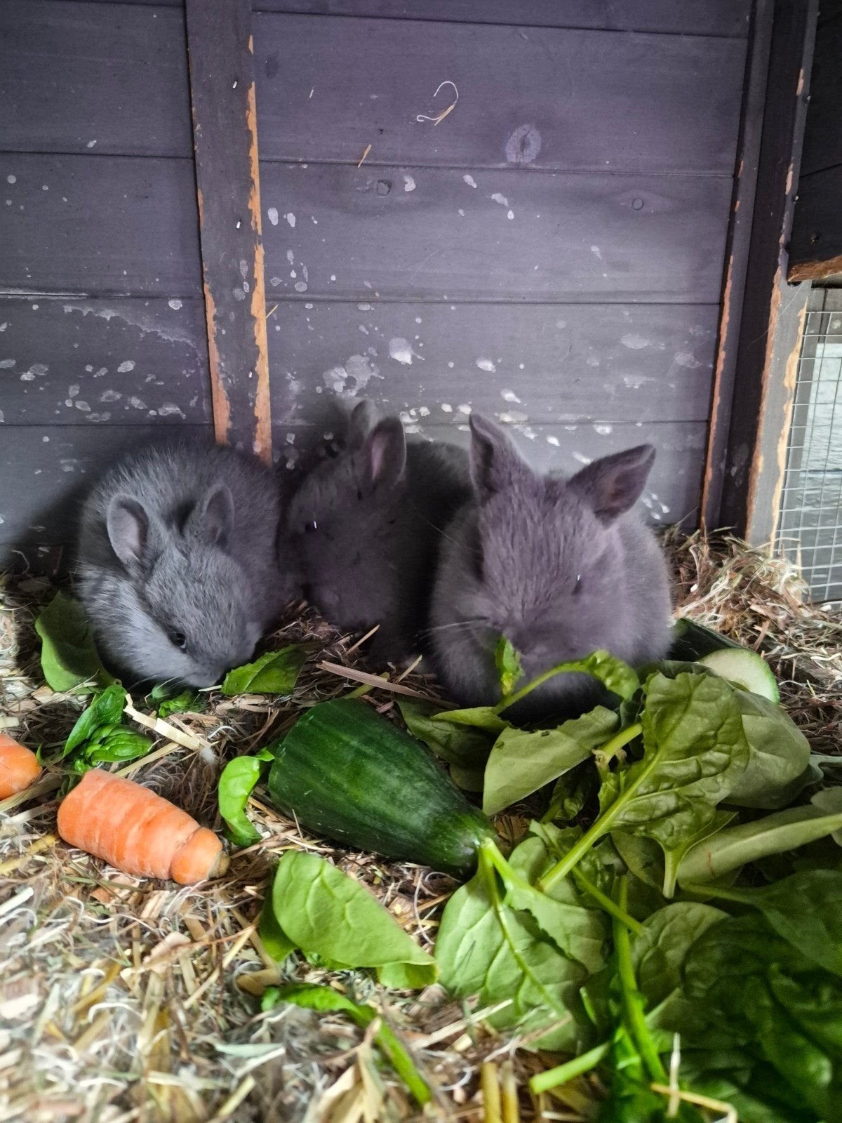 Baby dwergkonijntjes, Meerdere dieren, Dwerg