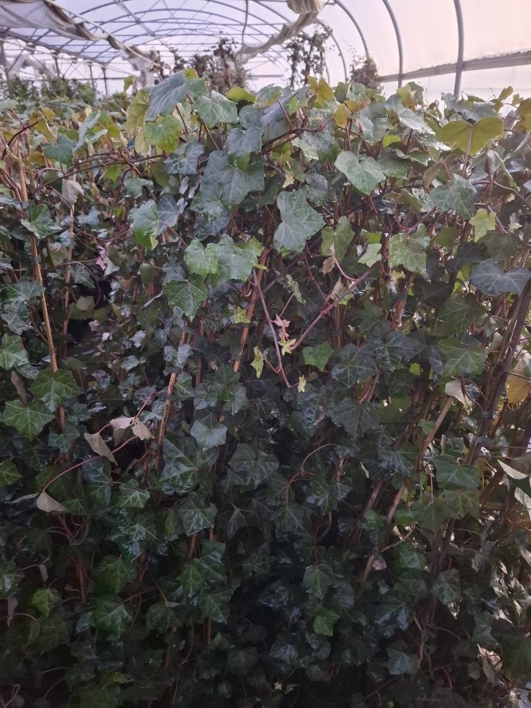 hedera hibernica 150, Ophalen, Vaste plant, Bloeit niet, Halfschaduw