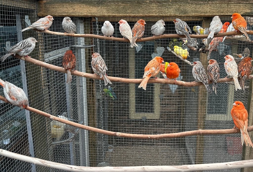 Kanaries verschillende kleuren koppels, Meerdere dieren, Kleurkanarie