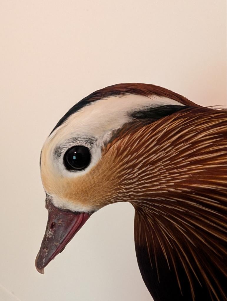 Mandarijneend, Dieren en Toebehoren, Pluimvee, Meerdere dieren, Kip