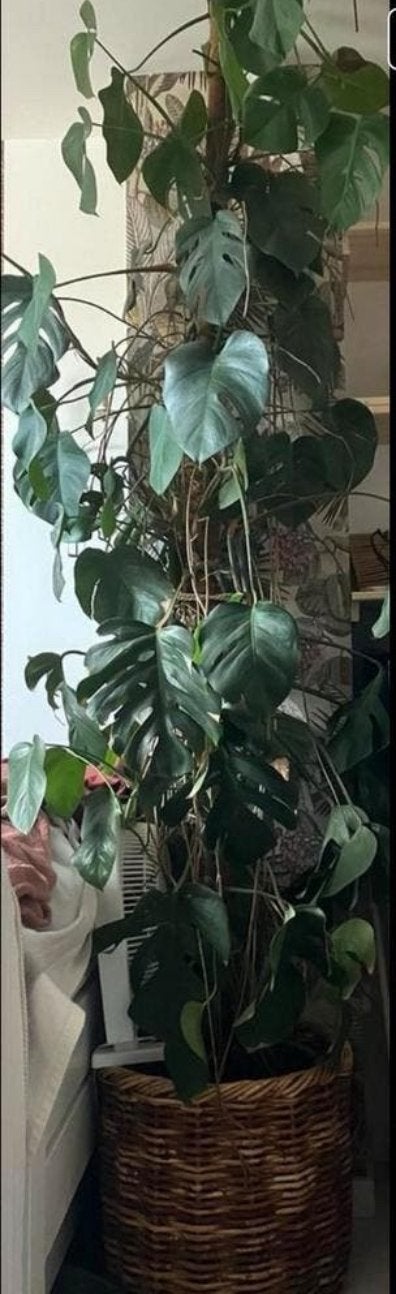 Monstera kamerplant XXL moet weg, Ophalen of Verzenden, Halfschaduw, Minder dan 100 cm