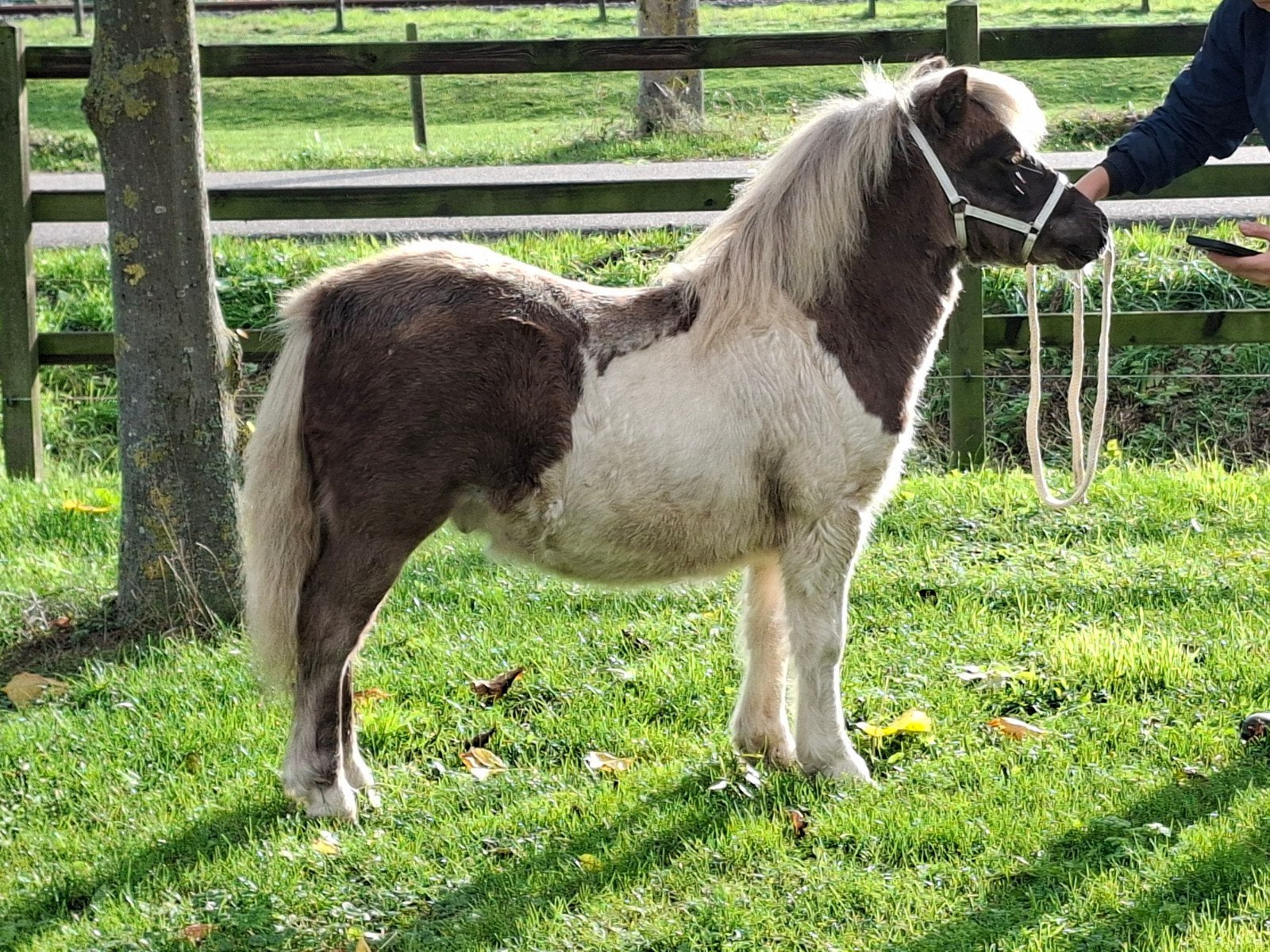 zilverappel bont shetland hengstveulen, Hengst, Niet van toepassing, A pony (tot 1.17m), 0 tot 2 jaar