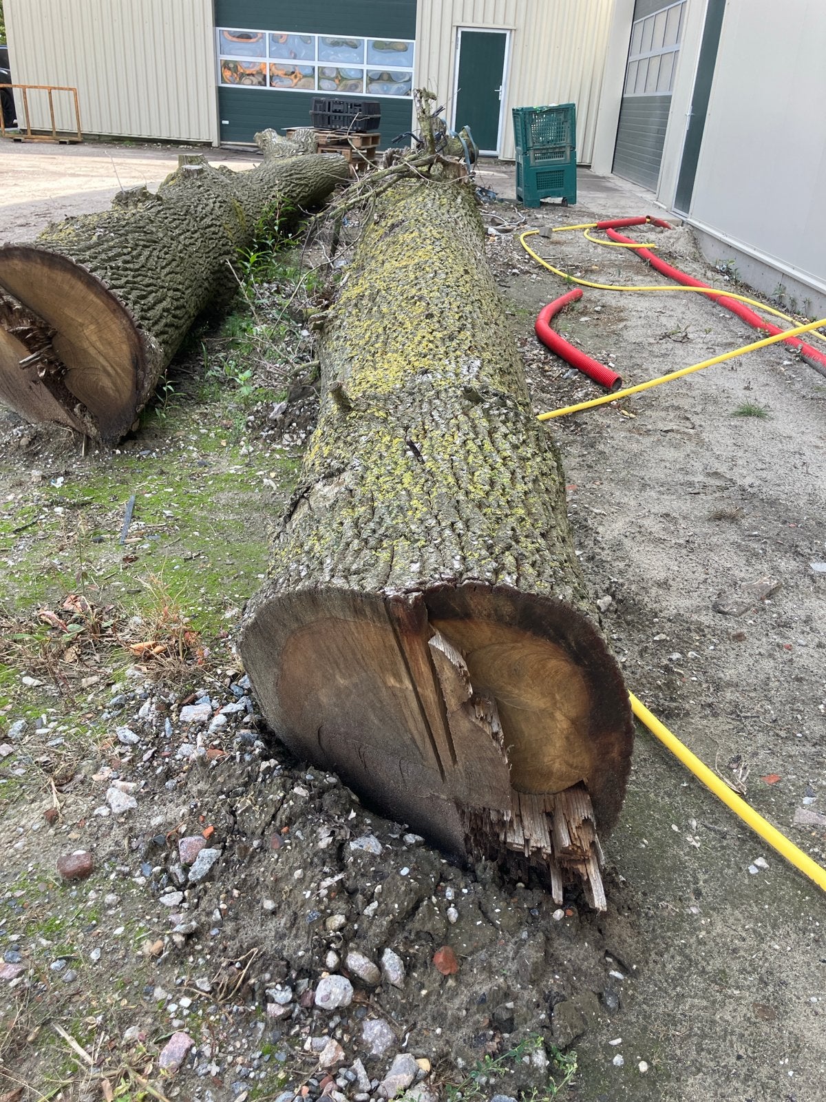 Eiken haardhout stammen - 12m en 7m, 70cm doorsnee, 6 m³ of meer, Ophalen, Eikenhout, Stammen