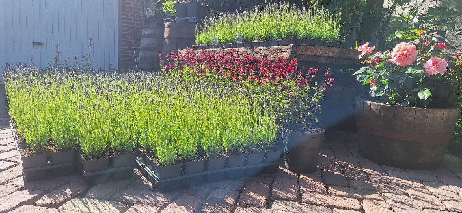 Lavendel hidcote 1,25, Ophalen of Verzenden, Overige soorten, Volle zon
