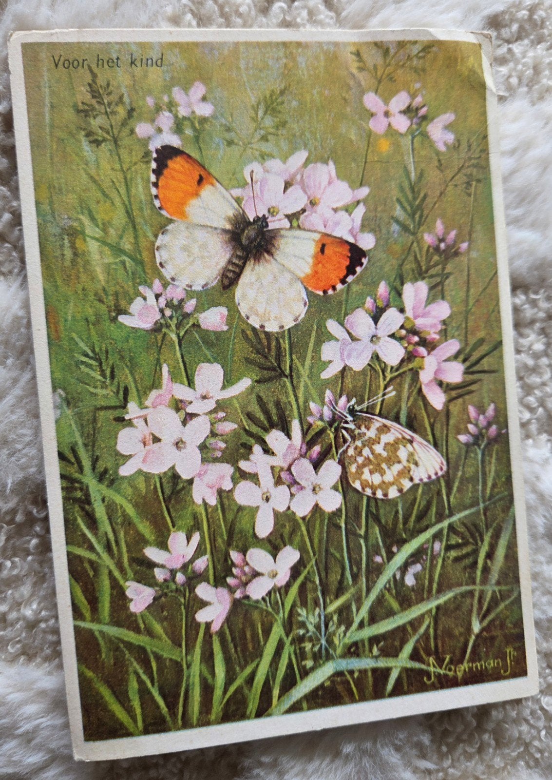 Oranjetip op Pinksterbloem - 1960, Verzenden, 1940 tot 1960, Gelopen, Natuur