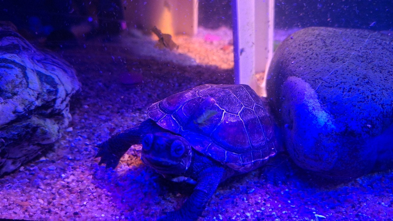 chinese driekiel schildpad, Schildpad, 7 tot 10 jaar