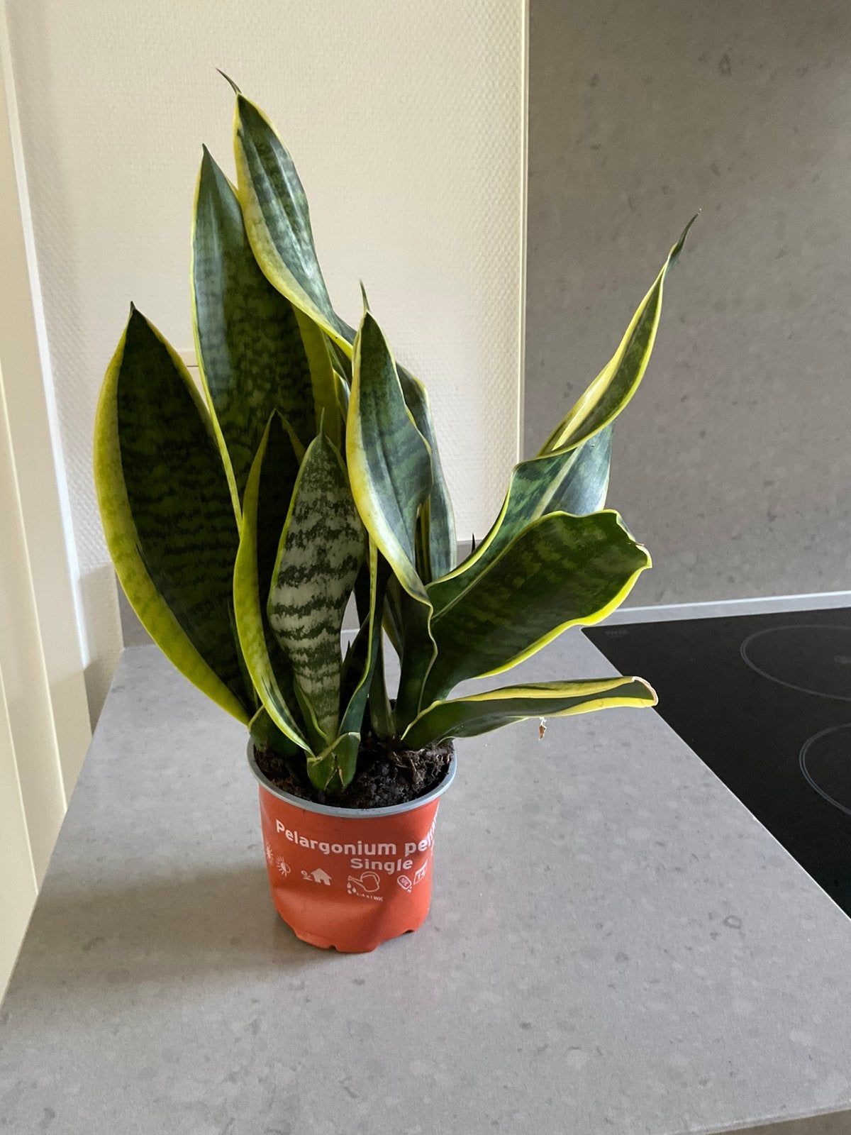 Sansevieria, Ophalen, Halfschaduw, Minder dan 100 cm