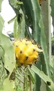 Zaden Hylocereus megalanthus (Drakenfruit 'geel'), Ophalen of Verzenden, Volle zon, Zaad