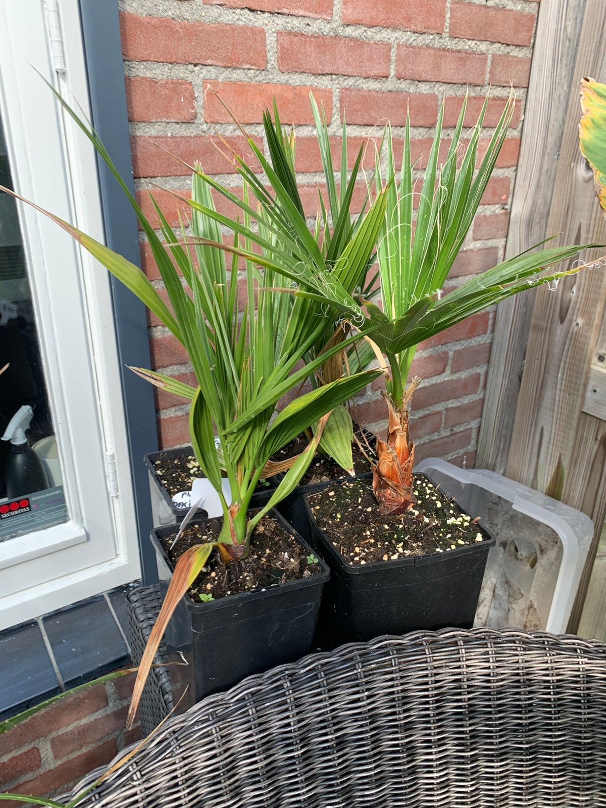 Dadel palm, Ophalen, Overige soorten, Volle zon