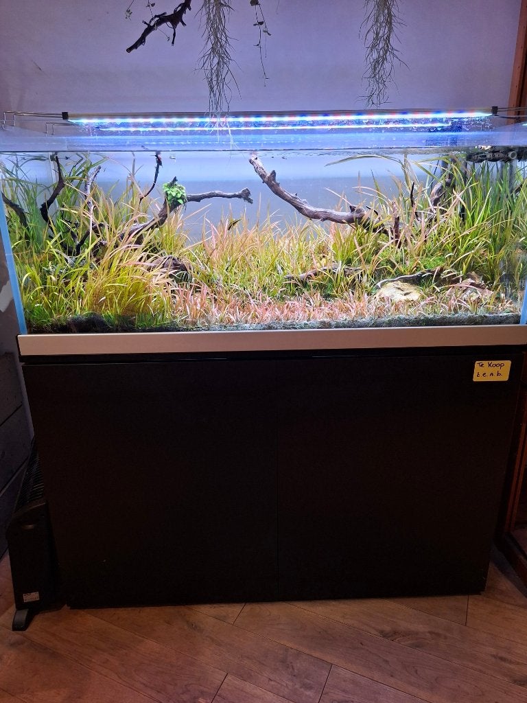 Aquarium Trofis Heros 120x50x50cm compleet Optic white, Ophalen, Overige merken, Gevuld zoetwateraquarium, Inclusief vissen