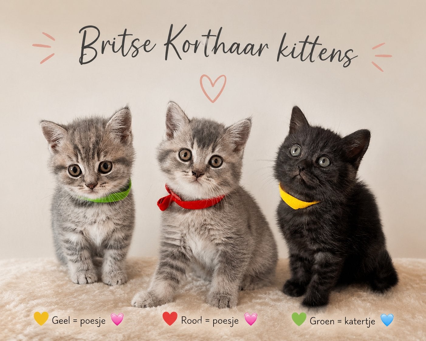 Prachtige Britse Korthaar kittens te koop, Meerdere dieren, Ontwormd