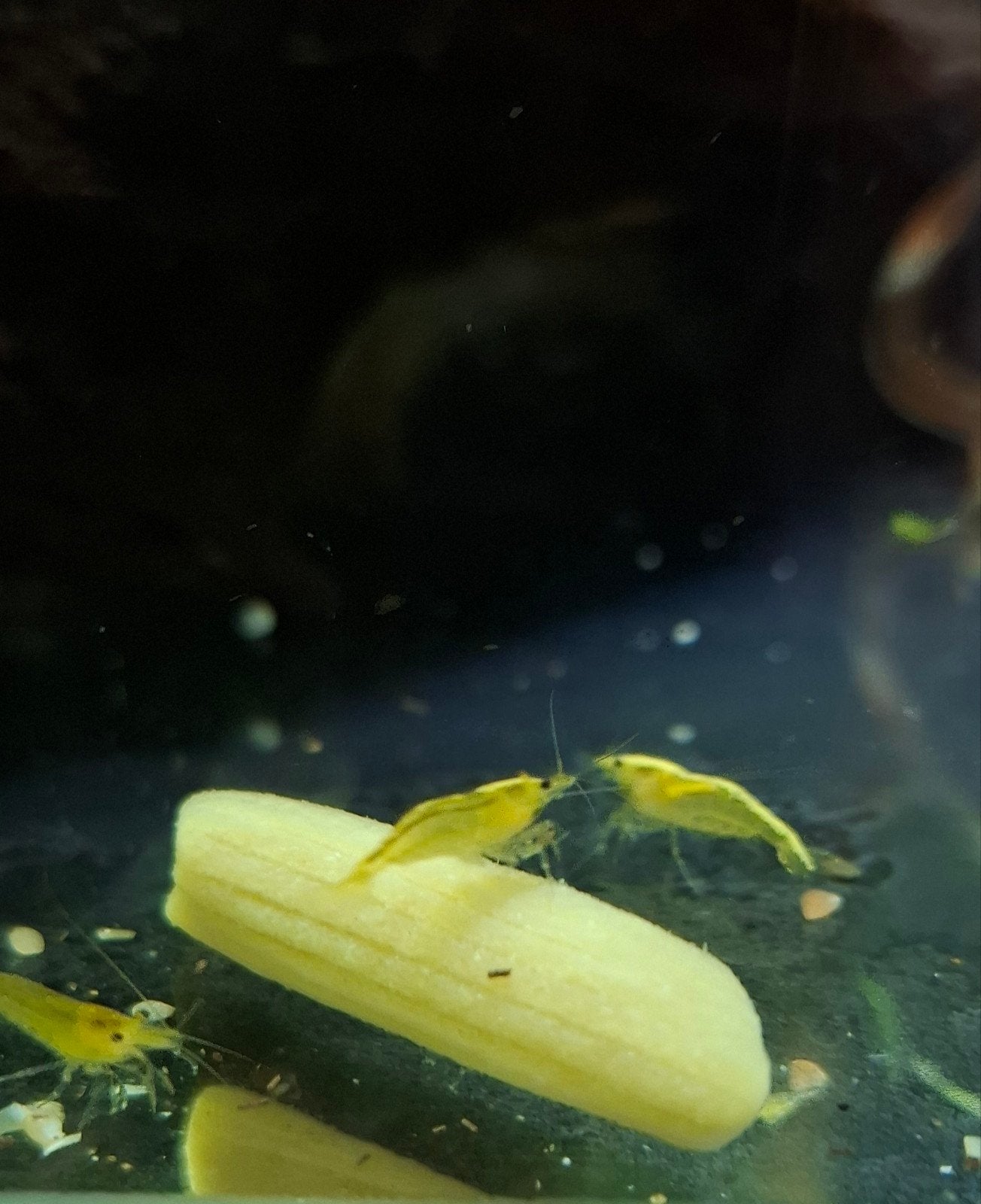 Gele neocaridina garnalen | Yellow fire, Dieren en Toebehoren, Kreeft, Krab of Garnaal, Zoetwatervis