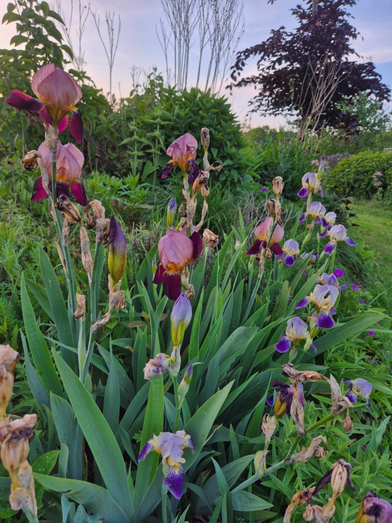 Iris, Volle zon, Vaste plant, Lente, Ophalen