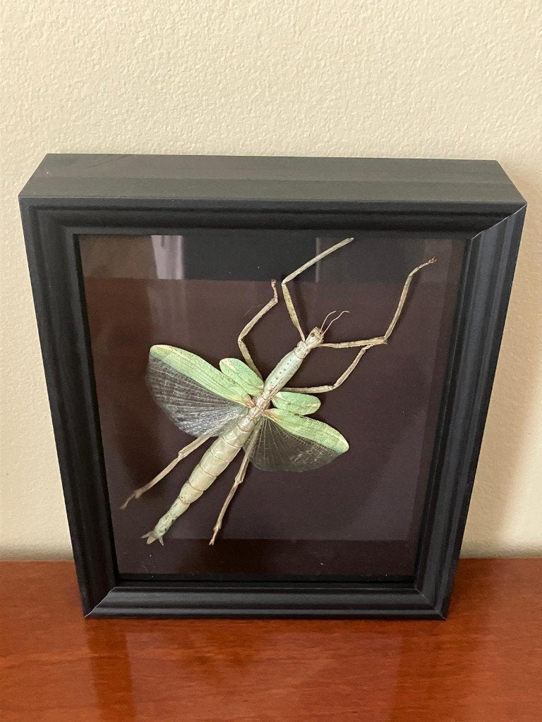 Wandelende tak / Phasma Gigas Taxidermie in zwarte lijst, Ophalen of Verzenden, Nieuw, Insect, Opgezet dier
