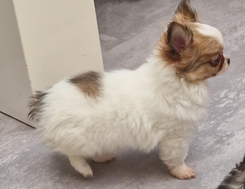 Mooie langharige chihuahua pup reutje te koop.
Met FCI stamb, Dieren en Toebehoren, Honden | Chihuahua's en Gezelschapshonden