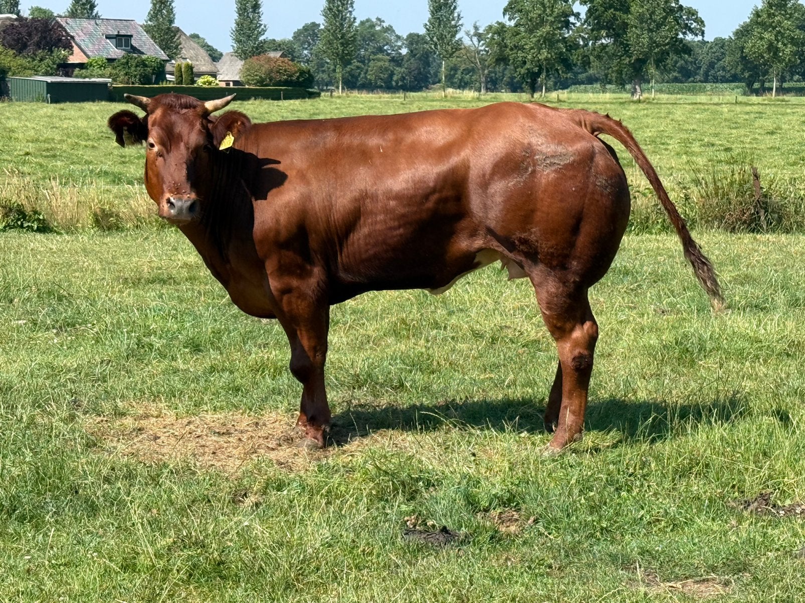 Luxe vrb dikbil vaars te koop, Dieren en Toebehoren, Vrouwelijk
