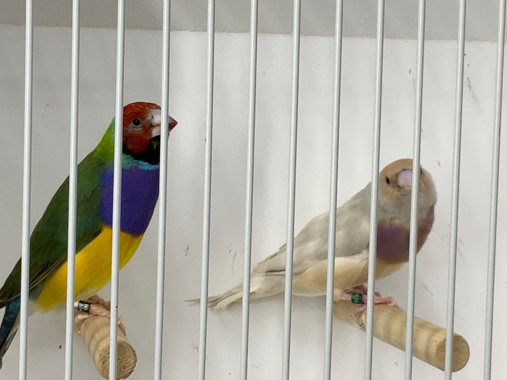 Te Koop Aangeboden Blauw Overgoten Gouldamadines, Dieren en Toebehoren, Vogels | Overige Vogels, Meerdere dieren, Tropenvogel