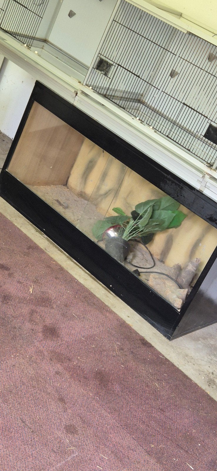 Prachtig groot terrarium, Ophalen of Verzenden