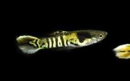 Endler tiger koi gup - Poecilia Endleri - Koidream Valburg, Vis, Zoetwatervis