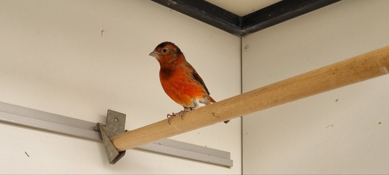 Bastaard F1 Kapoetse sijs man, Dieren en Toebehoren, Vogels | Overige Vogels, Mannelijk, Wildzangvogel, Geringd