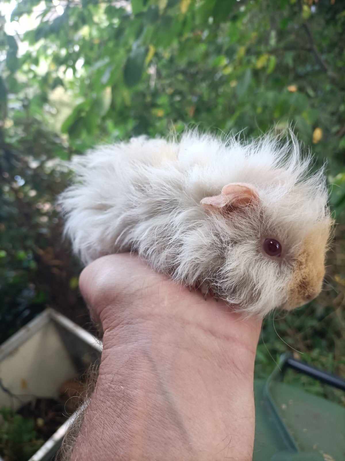 Jong cavia beertje, Juni