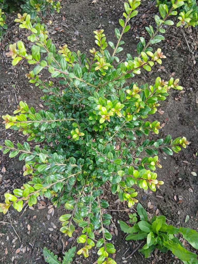 Ilex crenata Green Diamond (japanse Hulst), Ophalen of Verzenden, Bloeit niet, Overige soorten, Halfschaduw