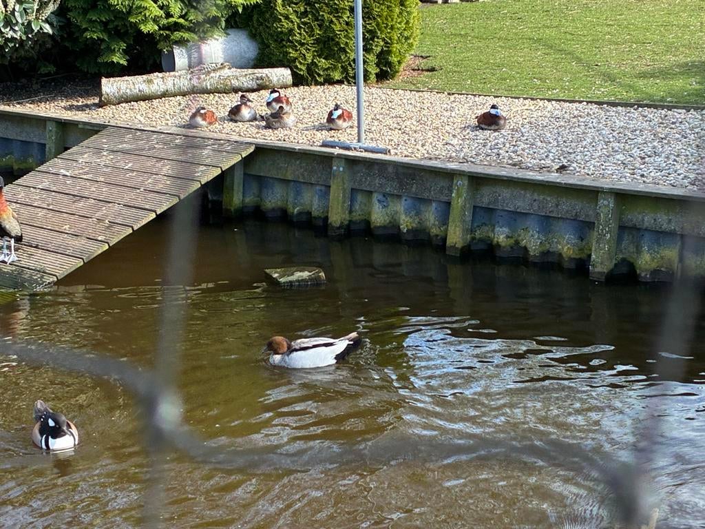 Manenganzen / Manegans/ Koppel beschikbaar, Meerdere dieren, Gans of Zwaan