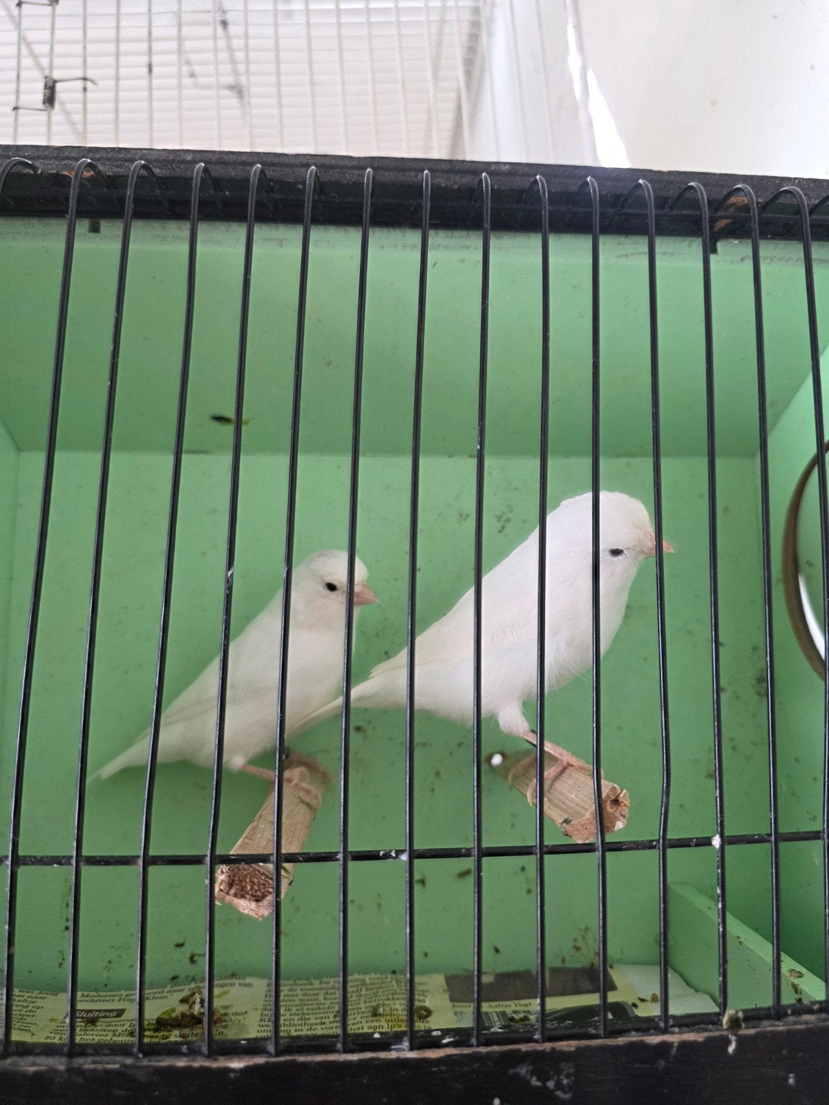 kleur kanaries te koop, Dieren en Toebehoren, Vogels | Kanaries