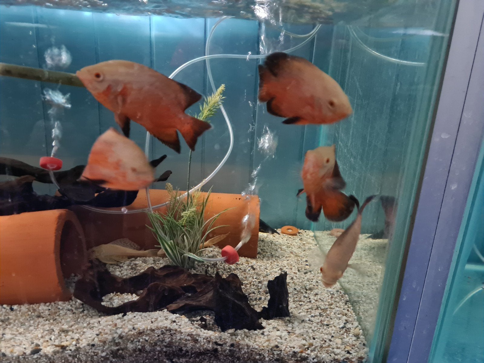 Chili Red Pauwoog Cichliden, Oscars, Vis, Zoetwatervis