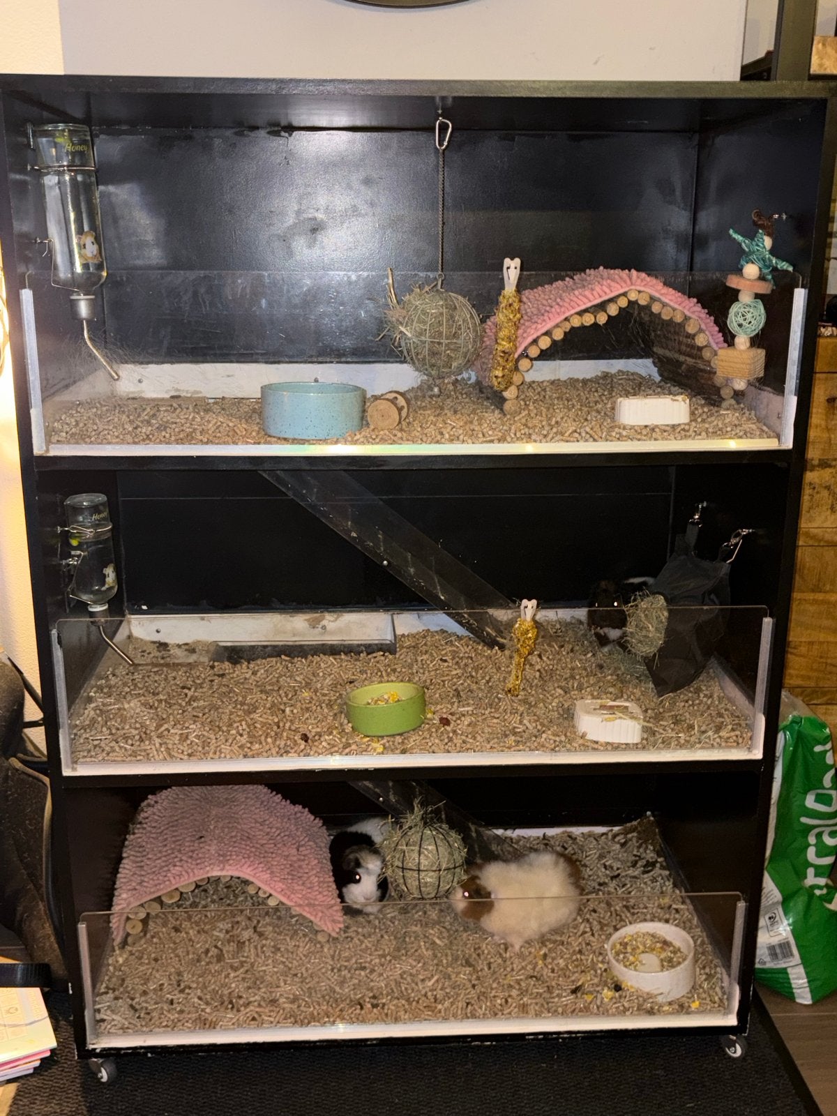 Caviaflat met 3 verdiepingen + 3 cavia’s, Dieren en Toebehoren, Ophalen
