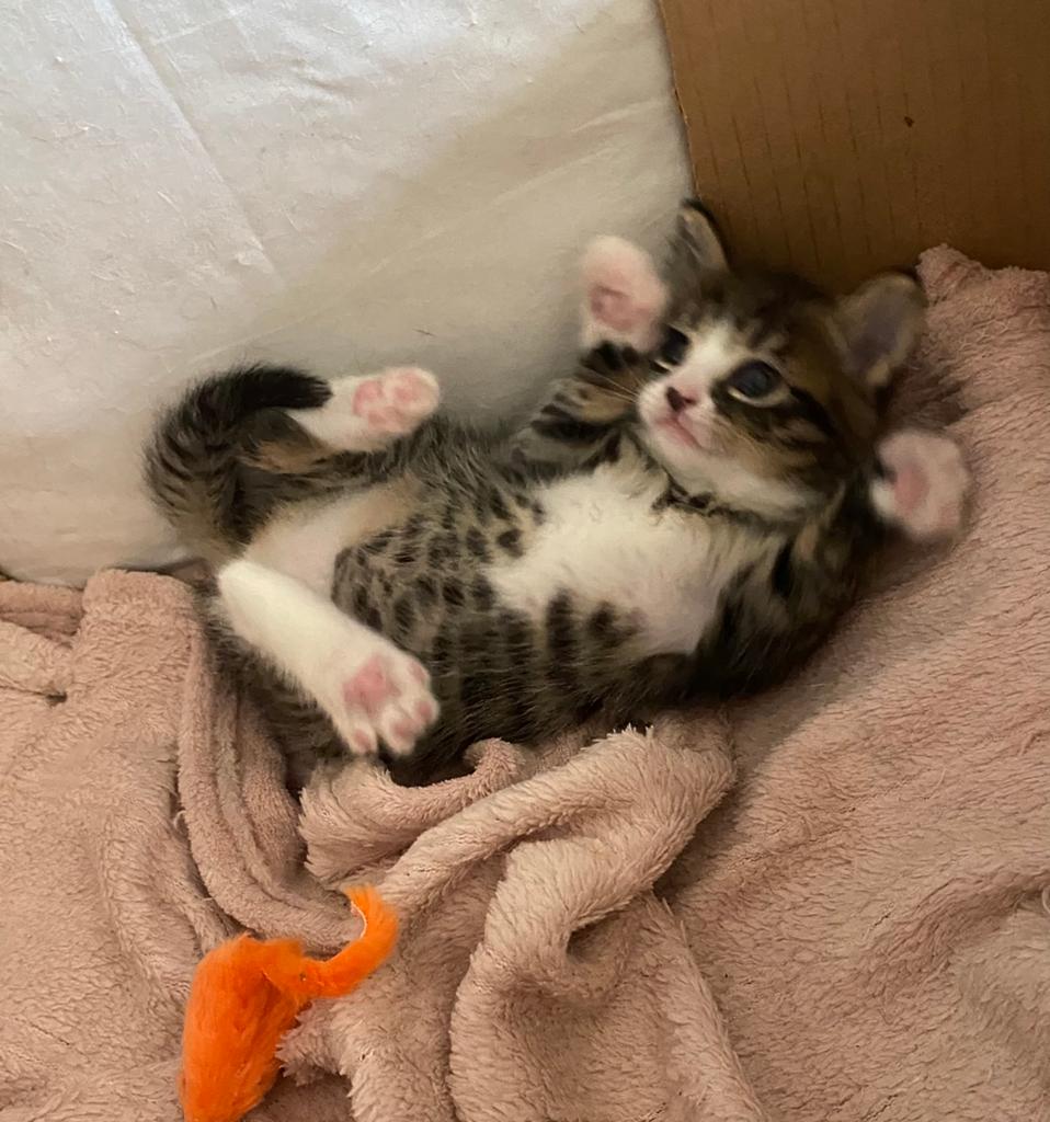 Mooie kitten, Dieren en Toebehoren, Poes, Ontwormd, 0 tot 2 jaar