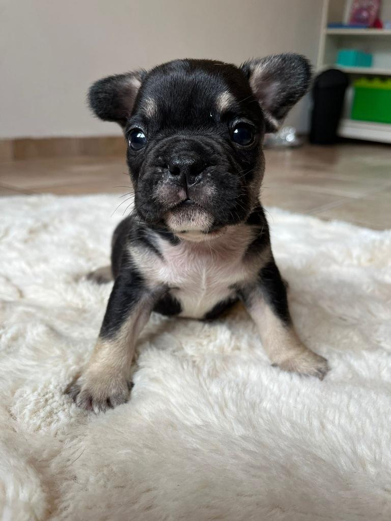 Franse bulldog pups in huis opgevoed België, België, 8 tot 15 weken, Parvo, Bulldog