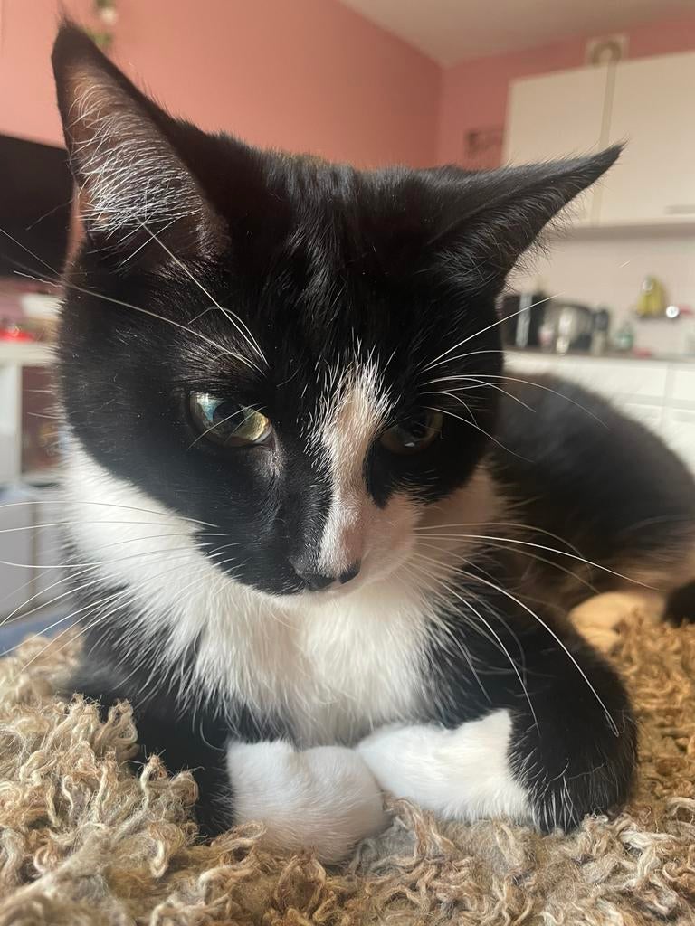 Lieve kater op zoek naar liefdevol huisje, 0 tot 2 jaar