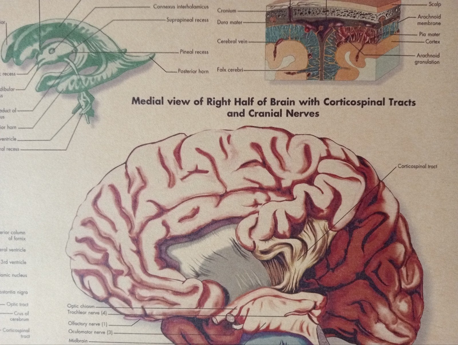 Medische Anatomische Poster Human Brain Hersenen, Ophalen of Verzenden, Gebruikt, A1 t/m A3, Film en Tv