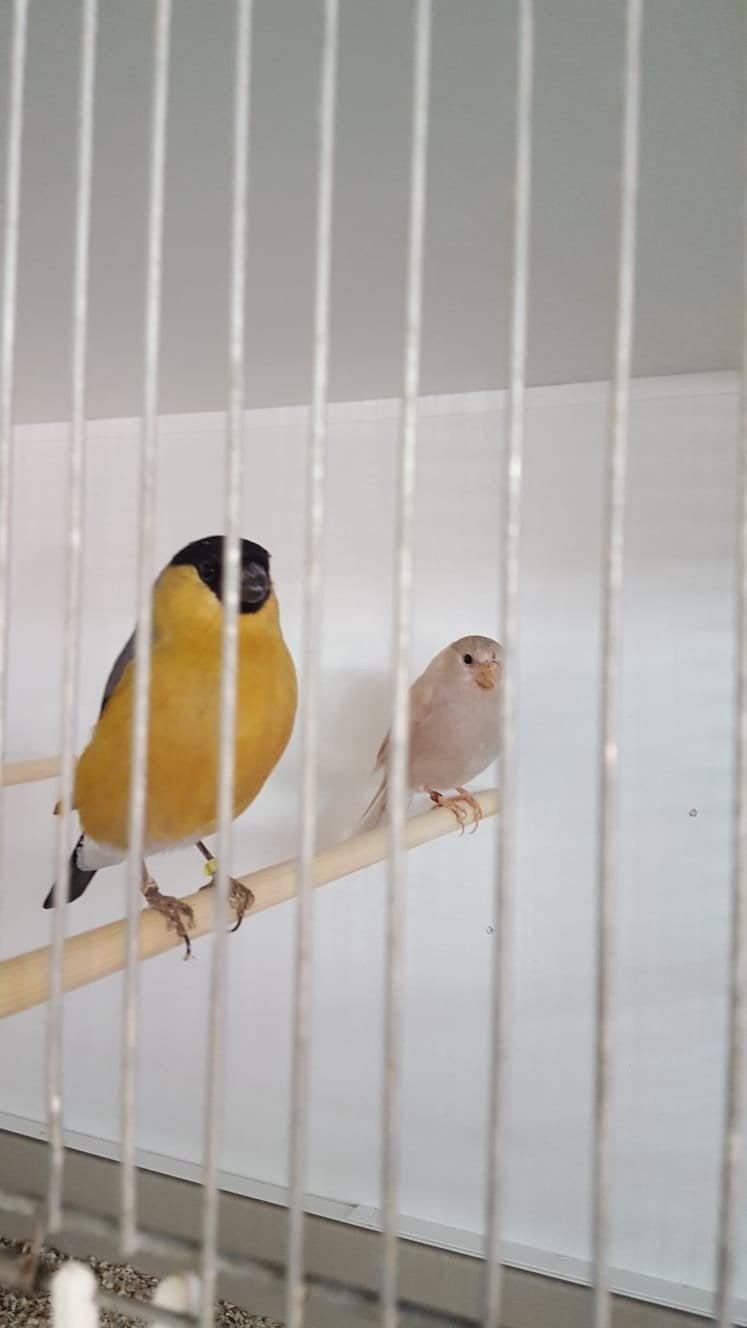 Gezocht kwekers gele goudvinken, Meerdere dieren