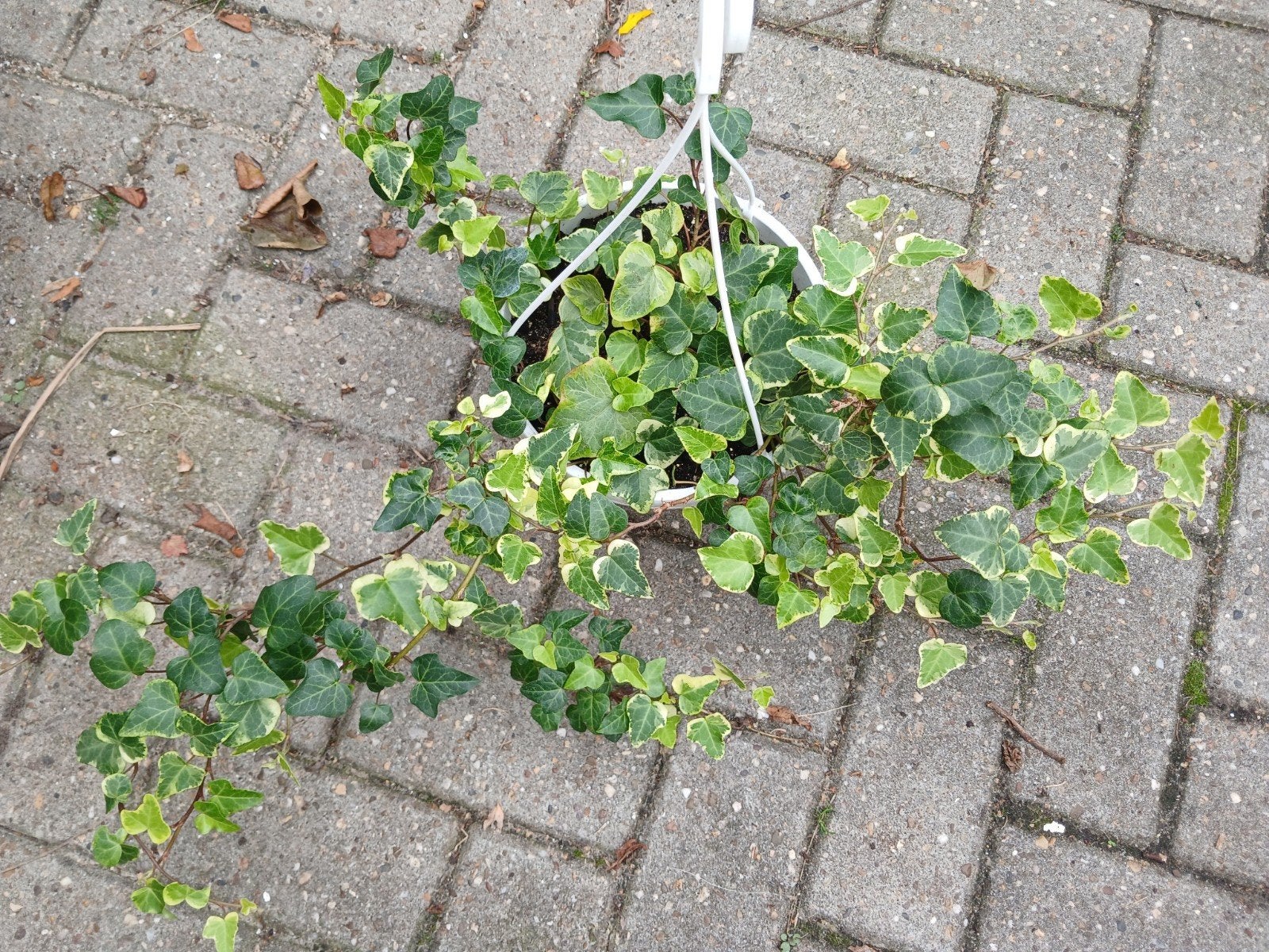 Bonte klimop in hanger, Ophalen, Bloeit niet, Klimplanten, Halfschaduw