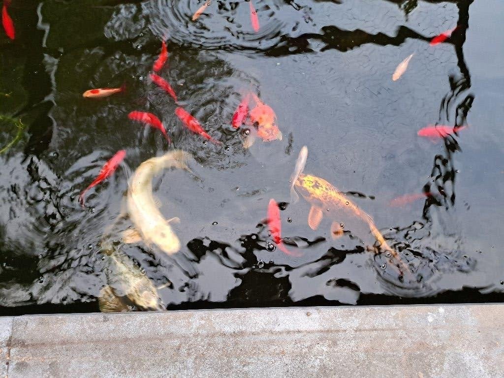 4 x koi karper en 1 x goudwinde, Karper of Koi