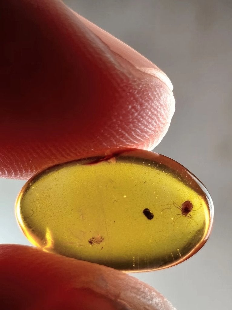 Birmees Amber met insluiting van Hemiptera schildluis (O), Verzenden, Fossiel