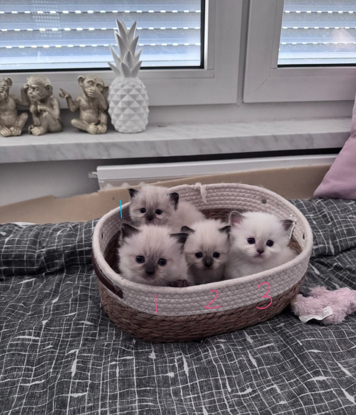 100% Ragdoll kittens (papa bluepoint , mama sealpoint), Dieren en Toebehoren, Katten en Kittens | Raskatten | Langhaar, Geslacht onbekend