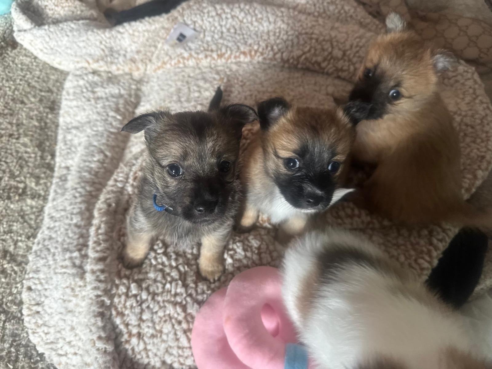Prachtige sterke Pup mix pomeriaan & langharige jackrussel., CDV (hondenziekte), 8 tot 15 weken, Meerdere, Meerdere dieren