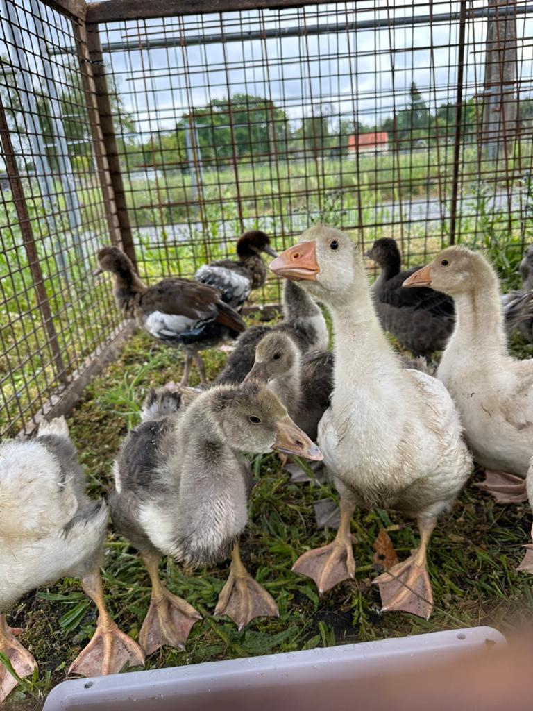 Verschillende jonge ganzenkuikens te koop!, Dieren en Toebehoren, Pluimvee, Gans of Zwaan