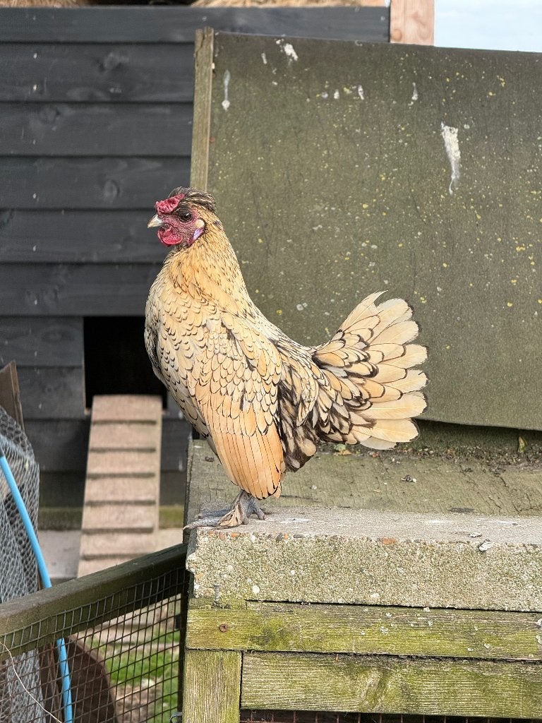 Haan prachtige zijdehoenders, Dieren en Toebehoren, Pluimvee, Mannelijk, Kip
