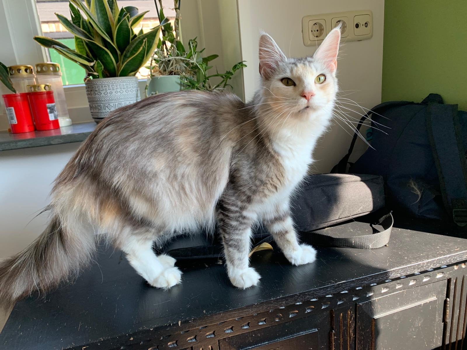 Prachtige maine coon jonge dame, Poes, Gechipt, 0 tot 2 jaar