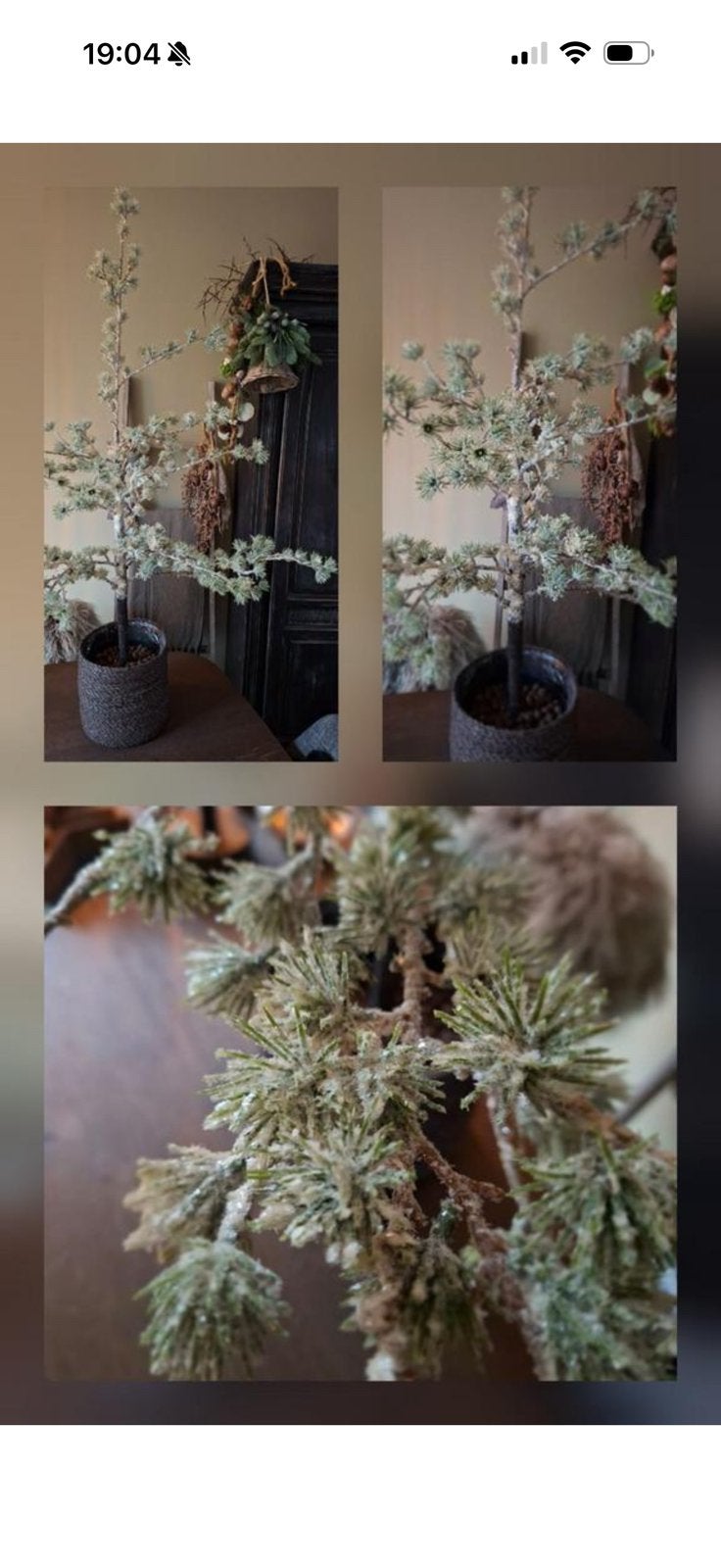 Larix boompje, Ophalen of Verzenden