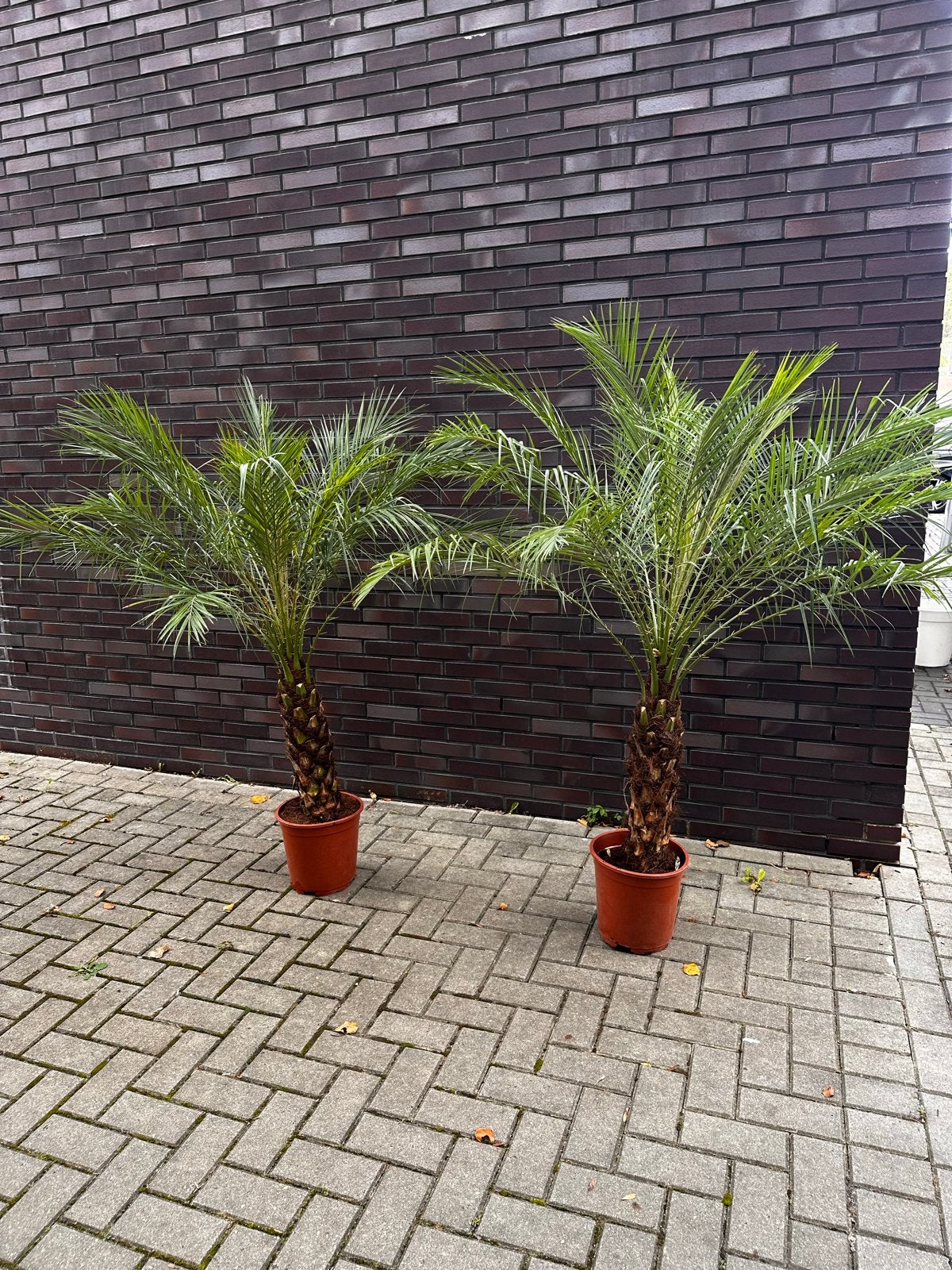 Phoenix roebelenii - Dwergdadelpalm (2 stuks), Tuin en Terras, Volle zon, Vaste plant, Bloeit niet, Ophalen
