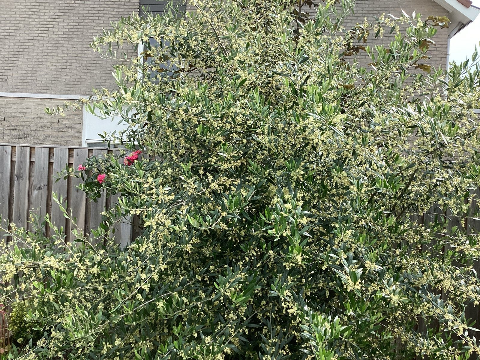 Zeldzame olijvenstruik - Bieden, Tuin en Terras, Planten | Tuinplanten, Volle zon, Vaste plant, Lente, Ophalen