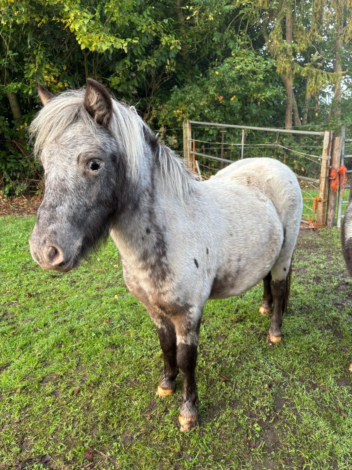 Drachtige Fewspot merrie, Dieren en Toebehoren, Merrie