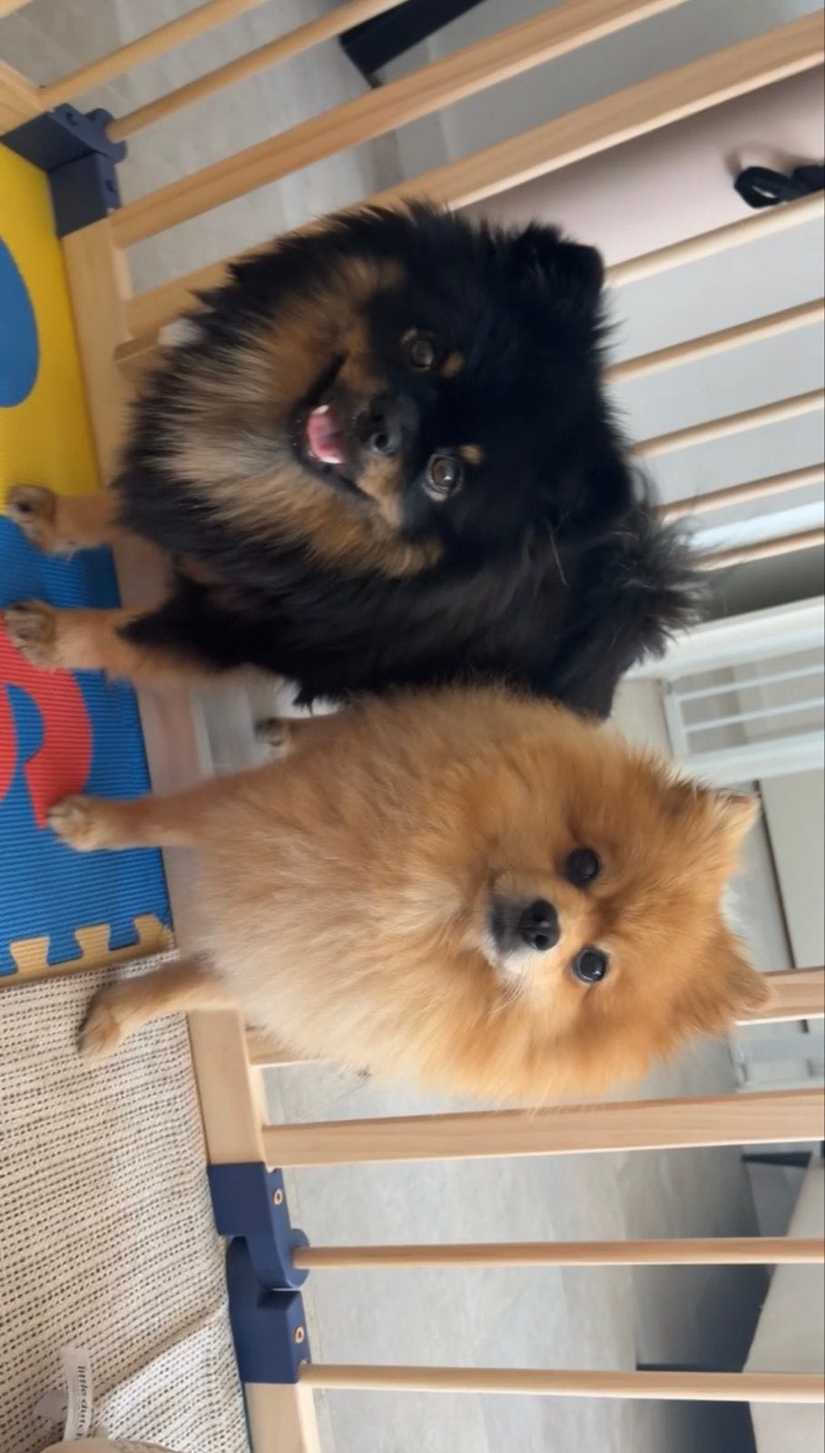 Twee pommeriaantjes, Dieren en Toebehoren, Honden | Niet-rashonden, Parvo, Reu, Meerdere, Klein