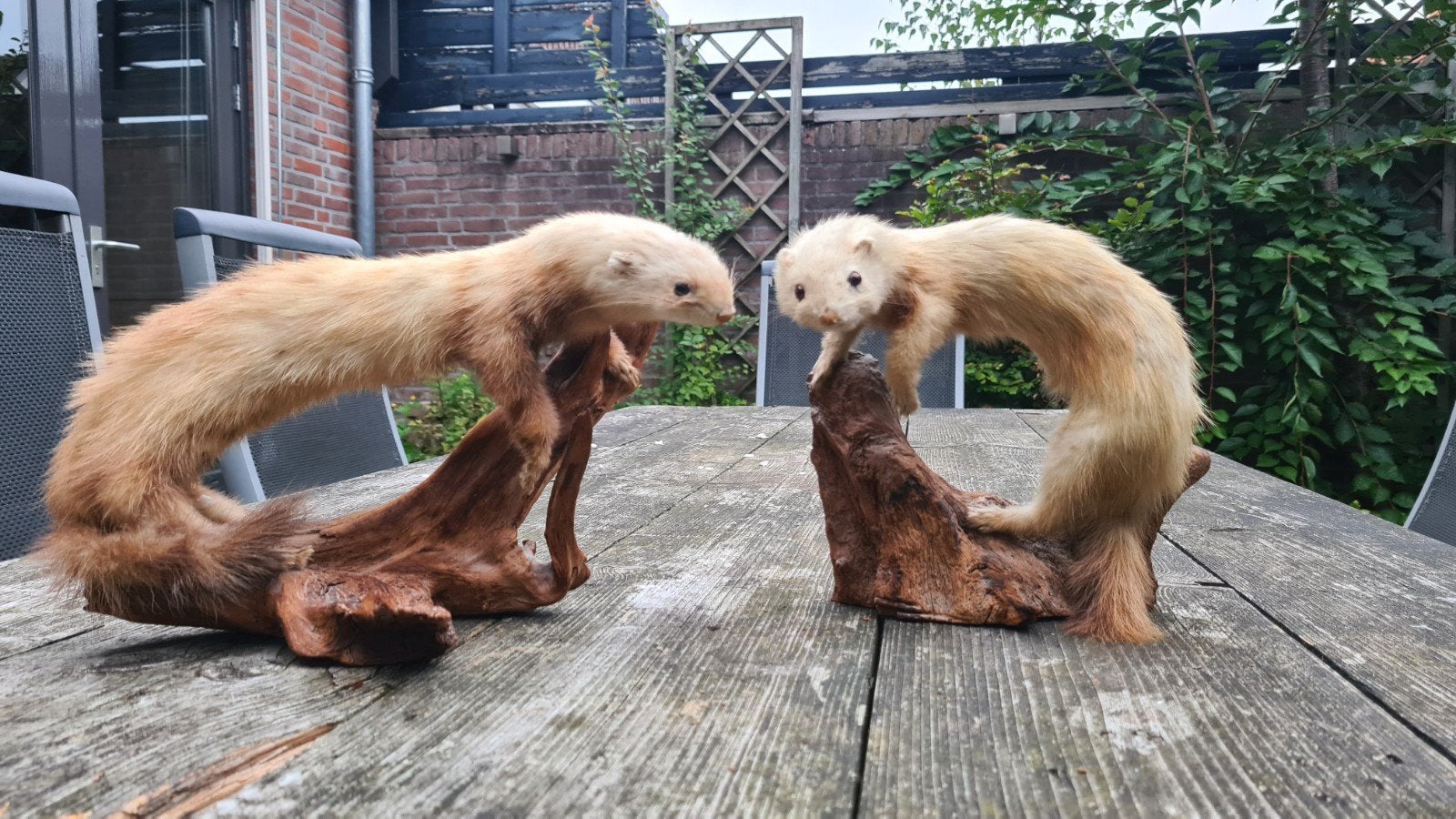 2 opgezette bunzingen (verkleurd), Ophalen of Verzenden, Gebruikt, Vogel, Opgezet dier