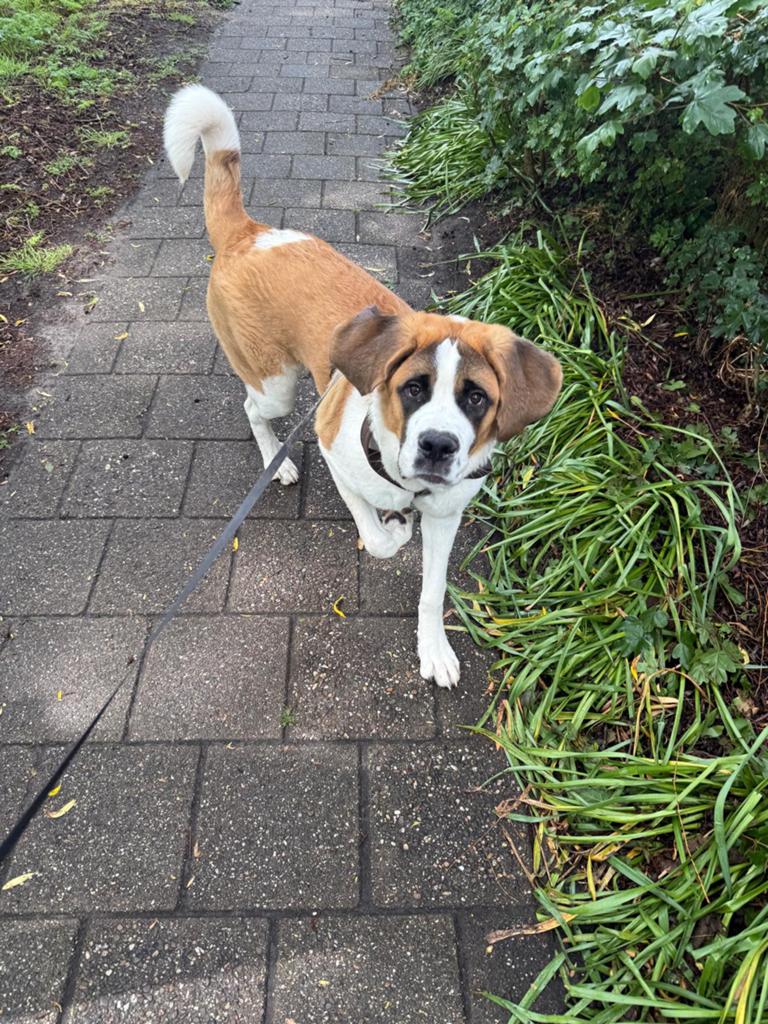 Sint bernard pup, Dieren en Toebehoren, Parvo, 15 weken tot 1 jaar, Teef, Groot